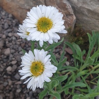 Aster alpinus albus